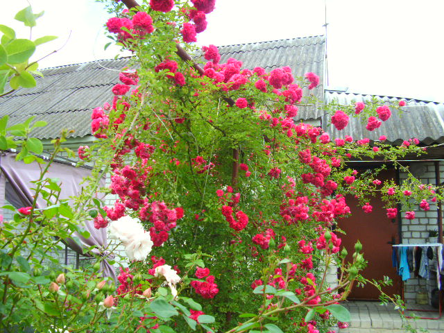 Дорога к дому. Фото автора