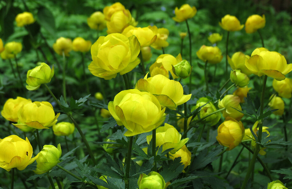 Trollius europaeus l