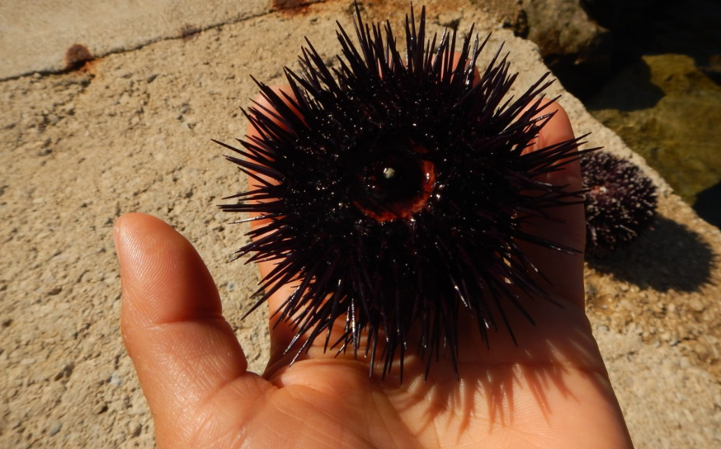 Caribbean Coral Reef Ecosystems Program Black sea urchin, Ocean life photography