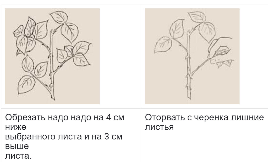 Размножение роз бутонами