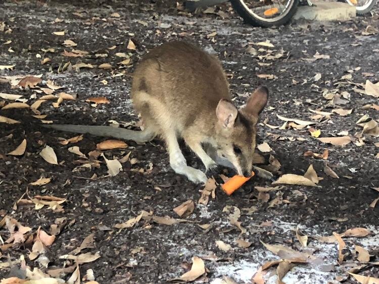 Источник фото: twitter.com