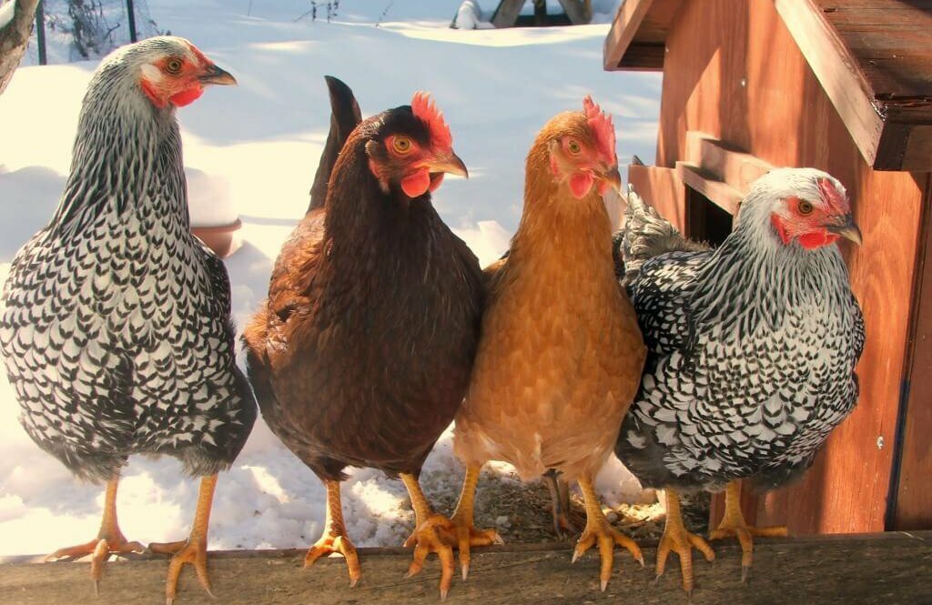 Фото из интернета