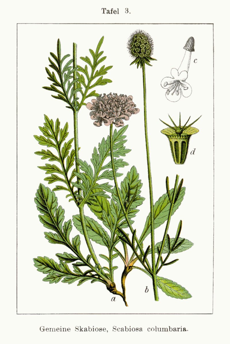 Scabiosa columbaria. Ботаническая иллюстрация Якоба Штурма из книги Deutschlands Flora in Abbildungen, 1796
