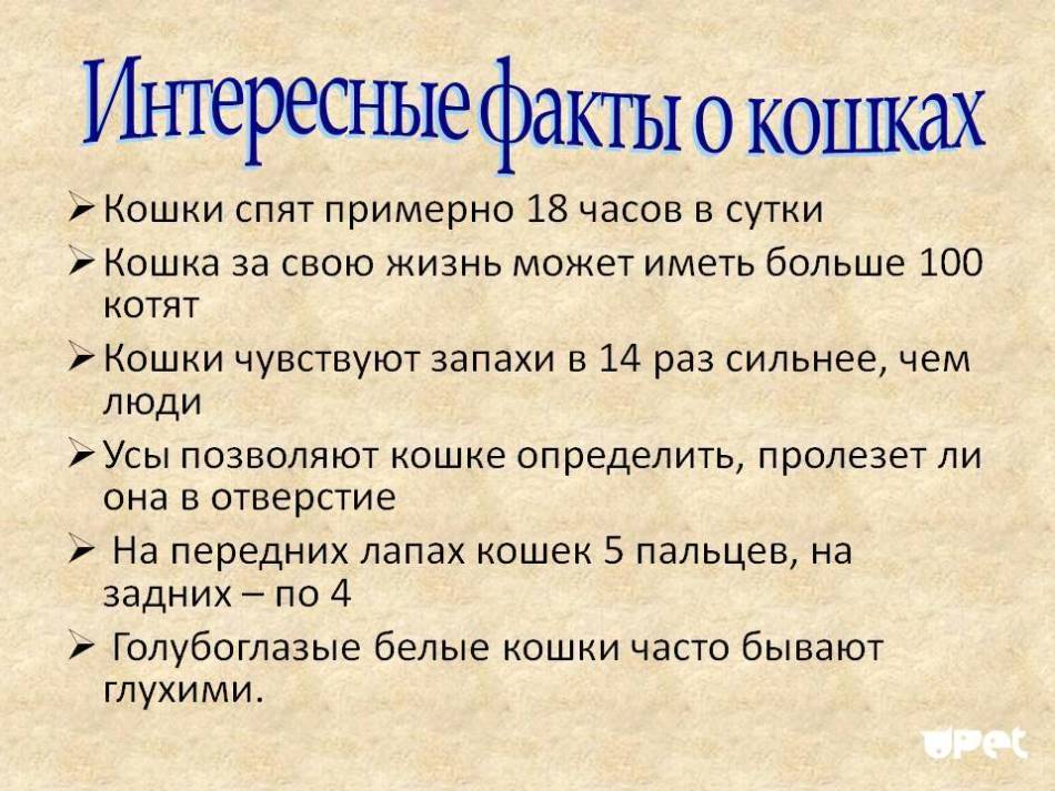 Удивительные факты для детей