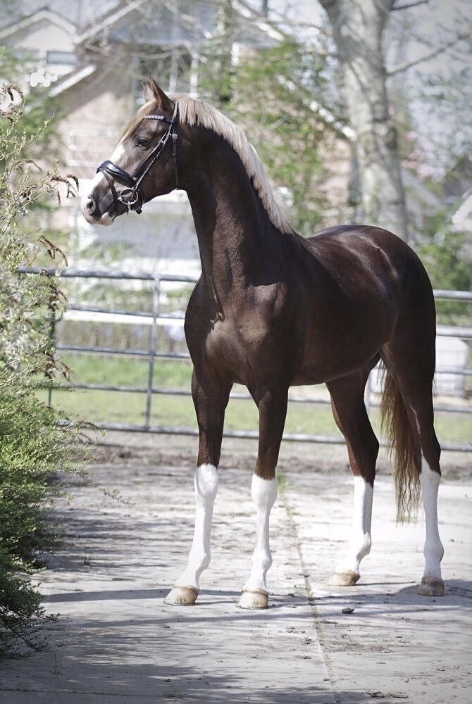 Редкая темно-игреневая масть лошади
