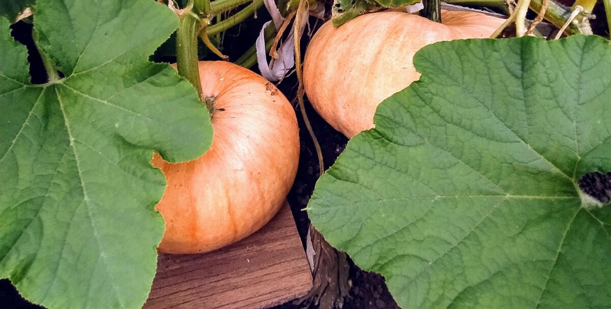 тыква на дачном участке