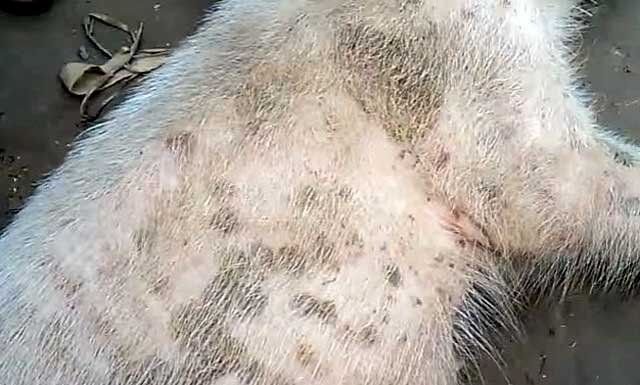 Симптомы рожи у свиней