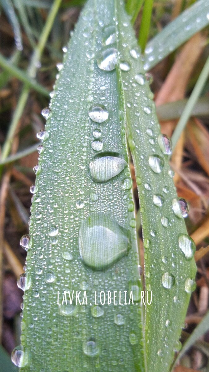 Трава и дождь