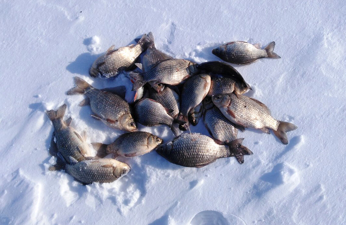 Зимние рыбалка 20 20. Улов карася зимой. Зимняя рыбалка на карася на прудах. Карась зима. Карась на льду.