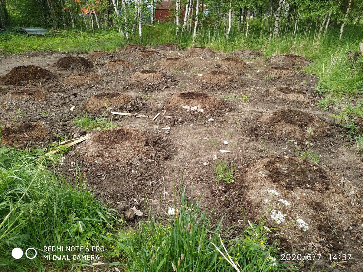 только посаженная весной голубика