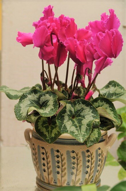 Цикламен персидский (Cyclamen persicum)