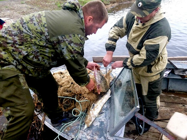 Но нет, осетр предпочитает жить в воде, где его и ловят браконьеры, так как всем другим запрещено это делать!