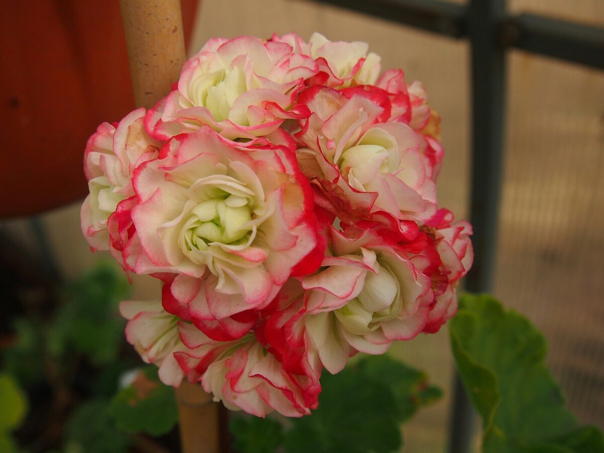 Пеларгония розебудная Midori Buke