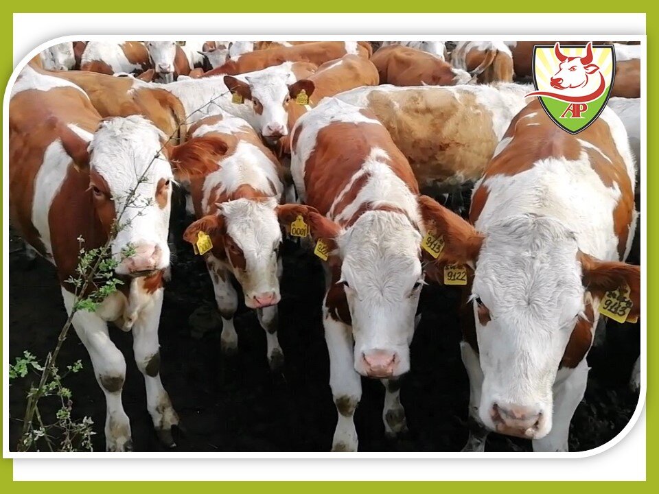 Фото с сайта компании АгроПрофи  https://agroprofi.pro