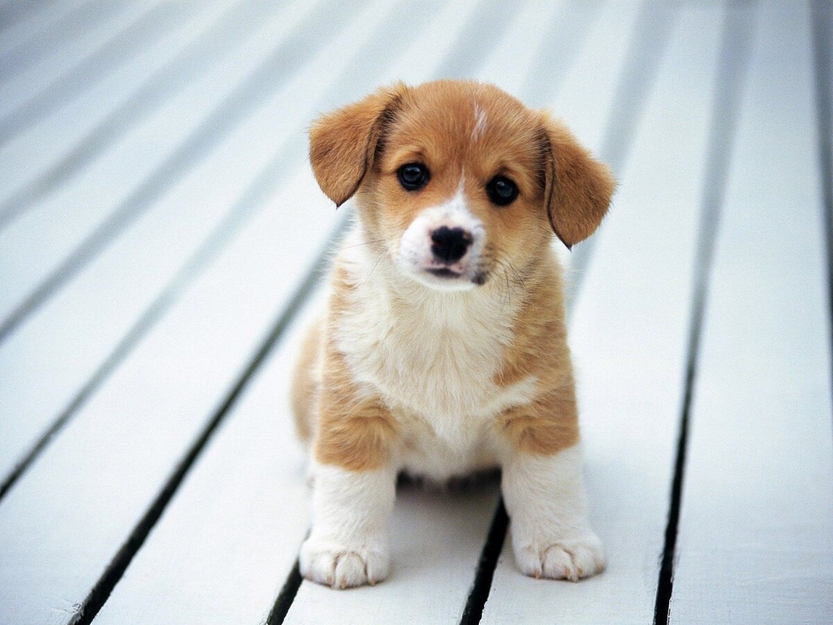 Источник фото: https://wallpaperaccess.com/puppy-dog