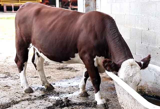 Мастит у коров: причины, симптомы и методы лечения в домашних условиях