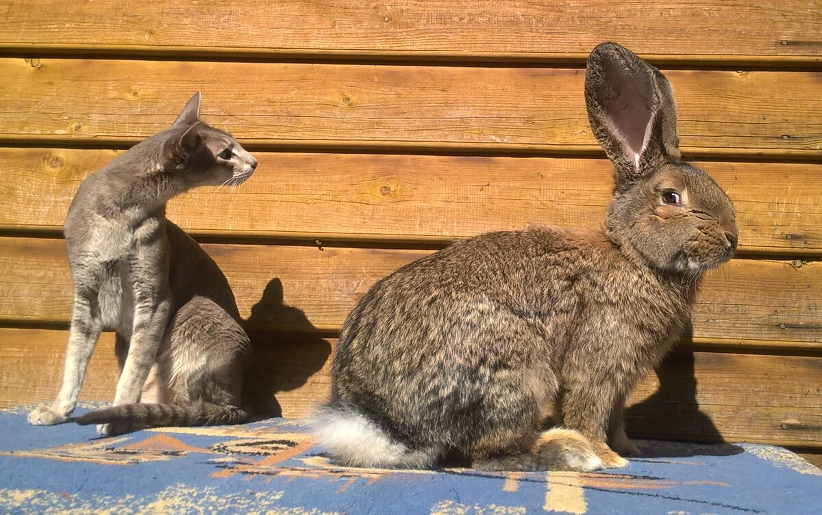 Бандерос был наглый и бесстрашный кот (кролик 6,5 кг - это о пропорциях)