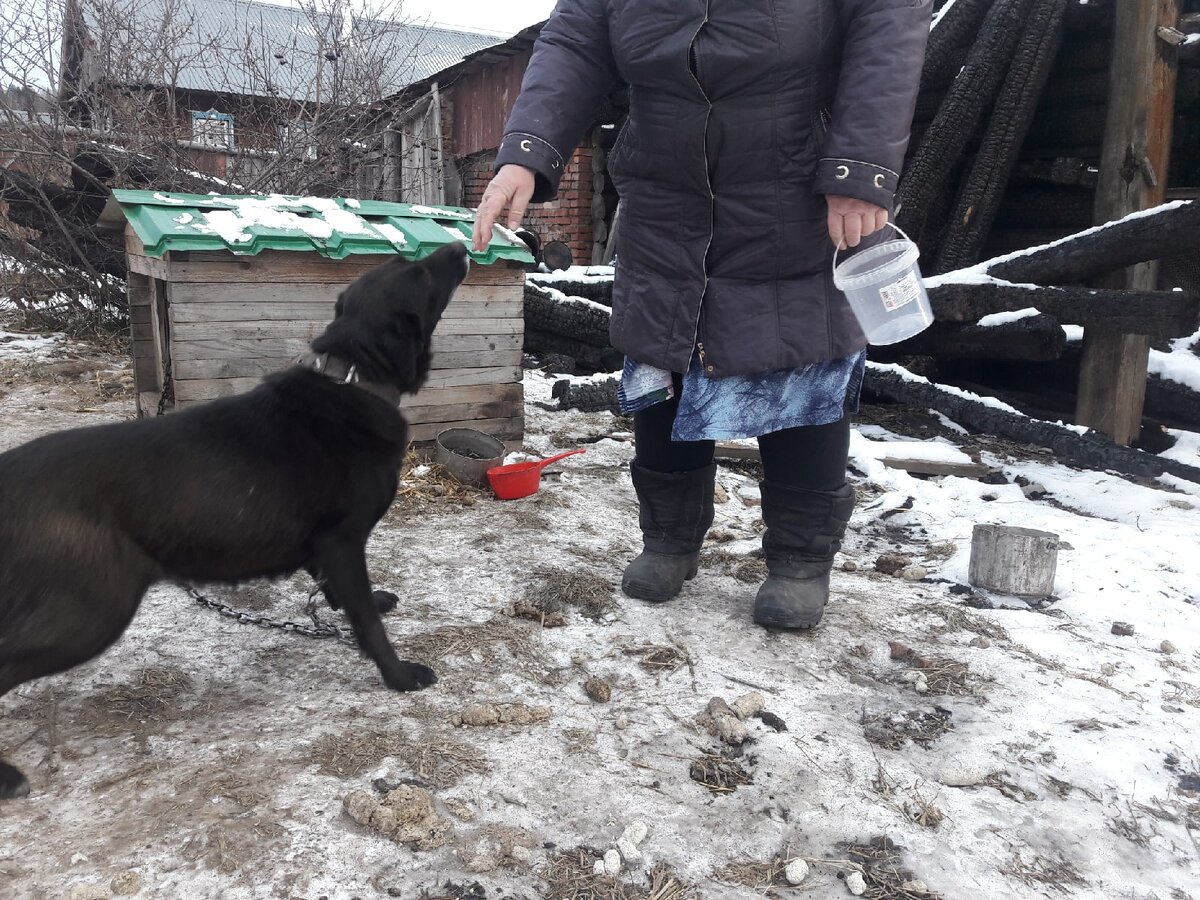 Каштанка в обгоревшей будке на пепелище родного дома | ЯЖИВОЙ Дзен -  спасенные животные в добрые руки г.Перми и Пермского Края 59 регион | Дзен