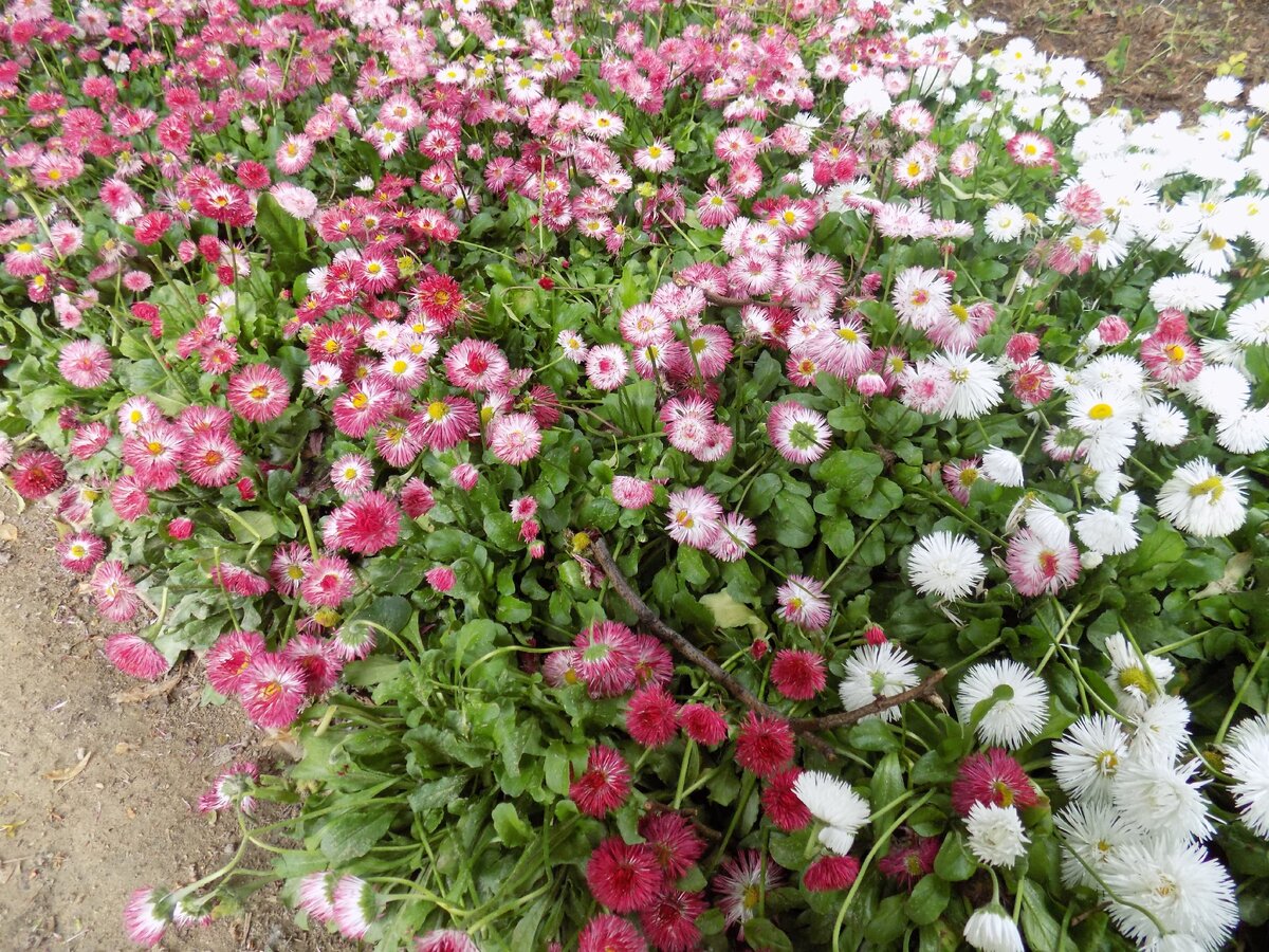 Маргаритки растут очень плотно друг к другу, сорнякам не пролезть (фото автора)