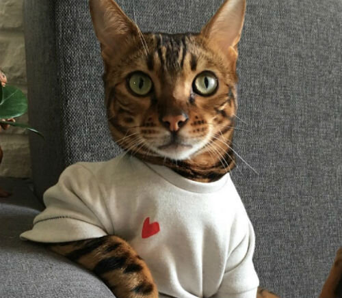 Зимние наряды для кошек