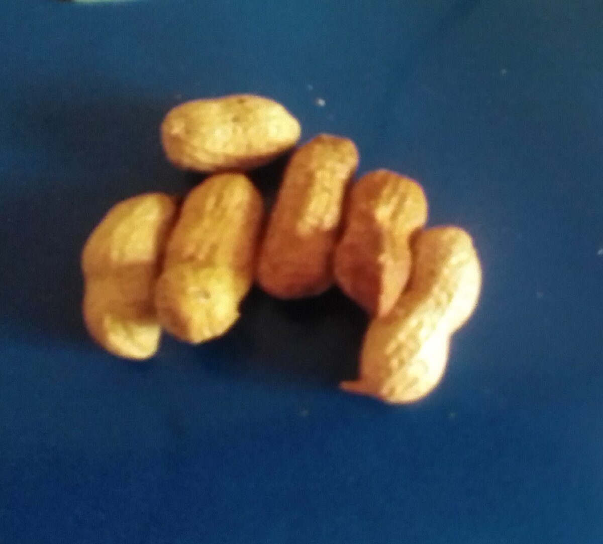 Как получить богатый урожай арахиса у себя на огороде