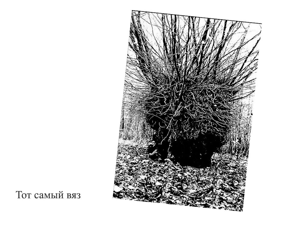 Фото из открытого источника