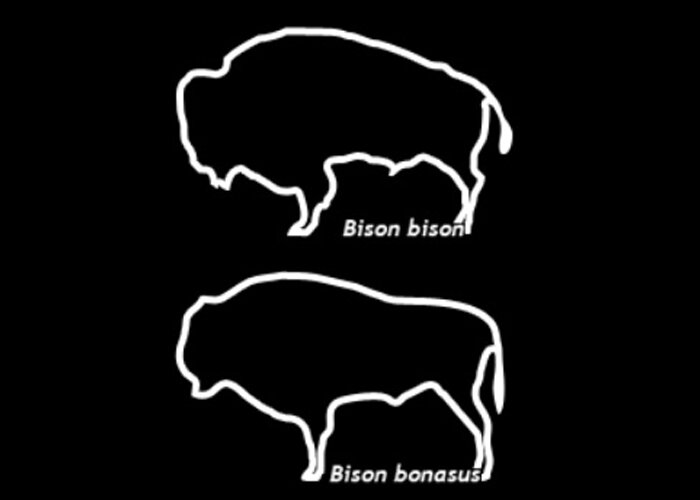 Американский бизон (вверху) и европейский зубр. Источник: http://bison-stamps.narod.ru/