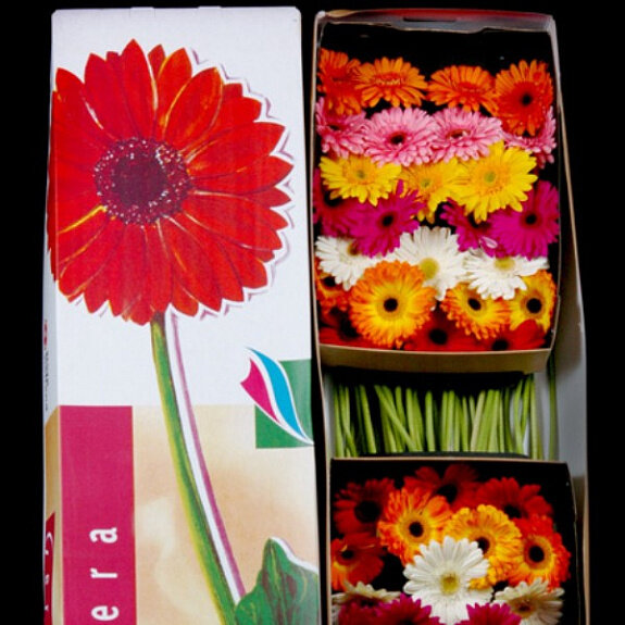 Источник фотографии - https://www.sibflowers.ru/catalog/srezannye-tsvety/odnogolovaya-mini-mini-mix/