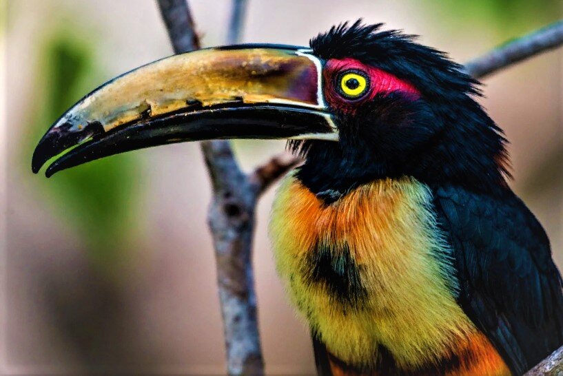 Тукан арасари