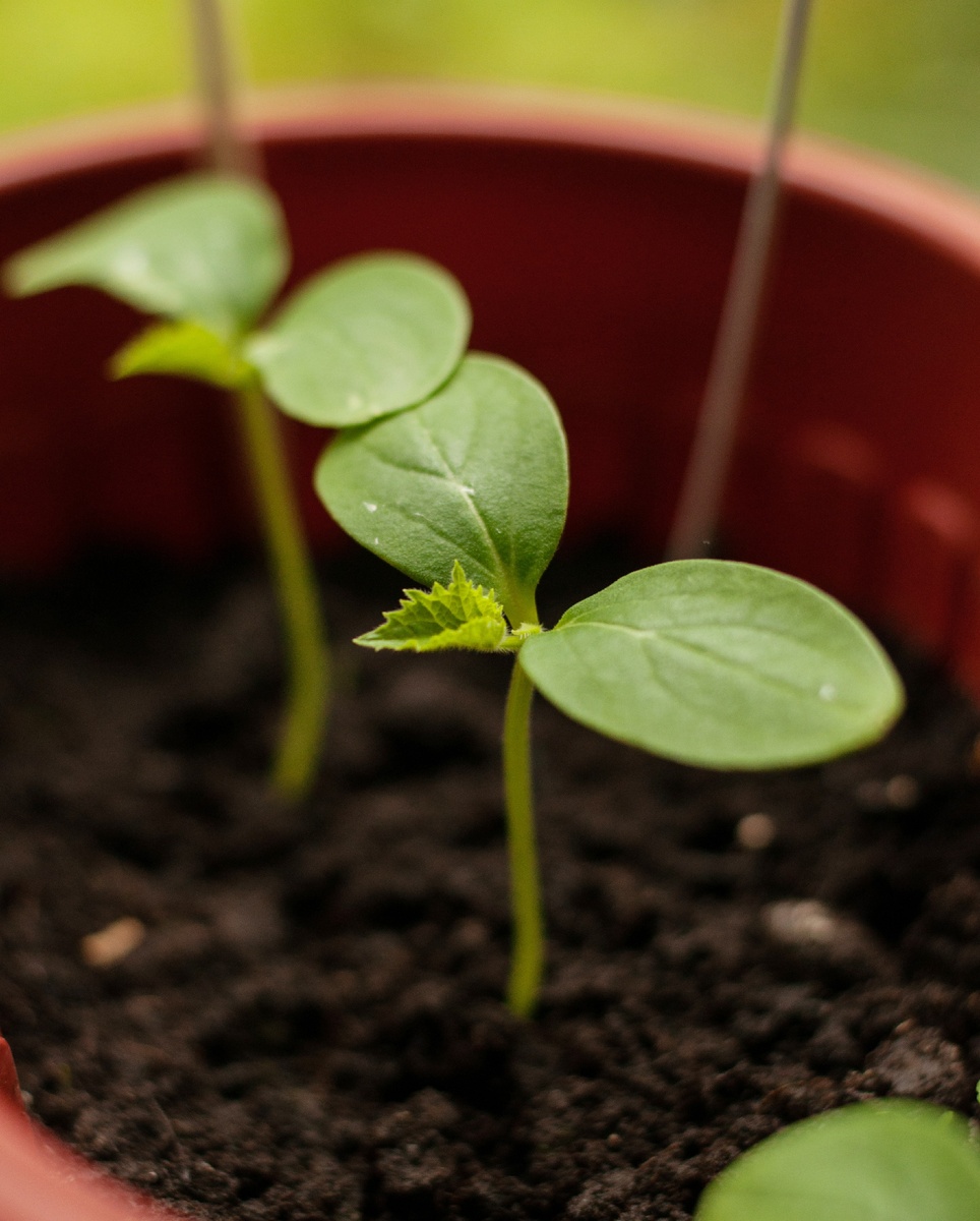 Личное фото, огурцы, сорт "Кураж"