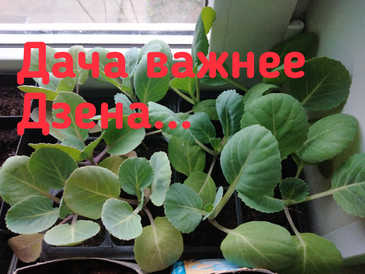 Заботы дачные. 