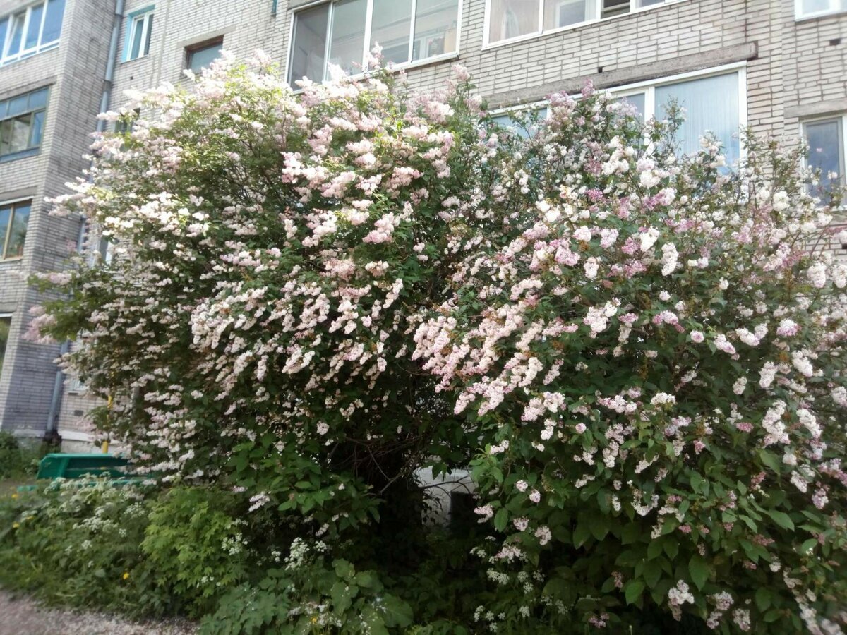 Буйство сирени под нашими окнами.