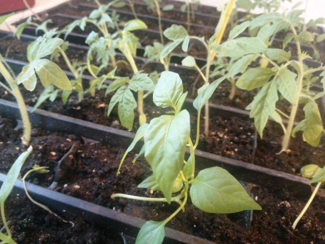 Помидорки удобрили. Эффект уже есть:)