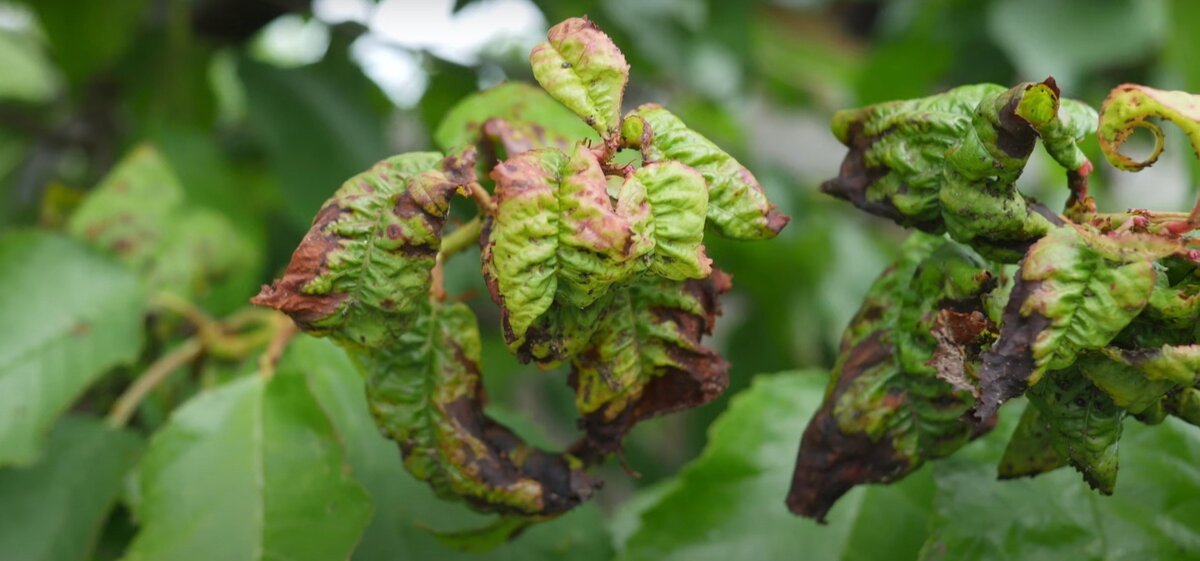 Явные симптомы поражения тлей. Такие листья лучше удалить.