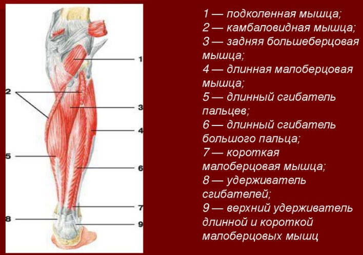 Анатомия икроножной мышцы картинки