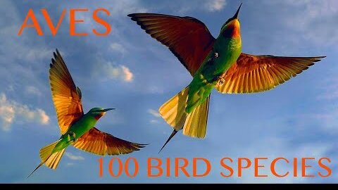 100 bird species by Aves - 100 видов птиц от AVES - Конкурс | Film Studio Aves