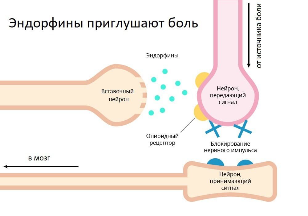Диклофенак механизм действия. Биохимия боли. Биохимия боли. Биохимия боли. Эксайтотоксичность нейронов.