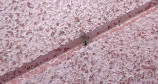 Нажмите, чтобы посмотреть, как кружится комар