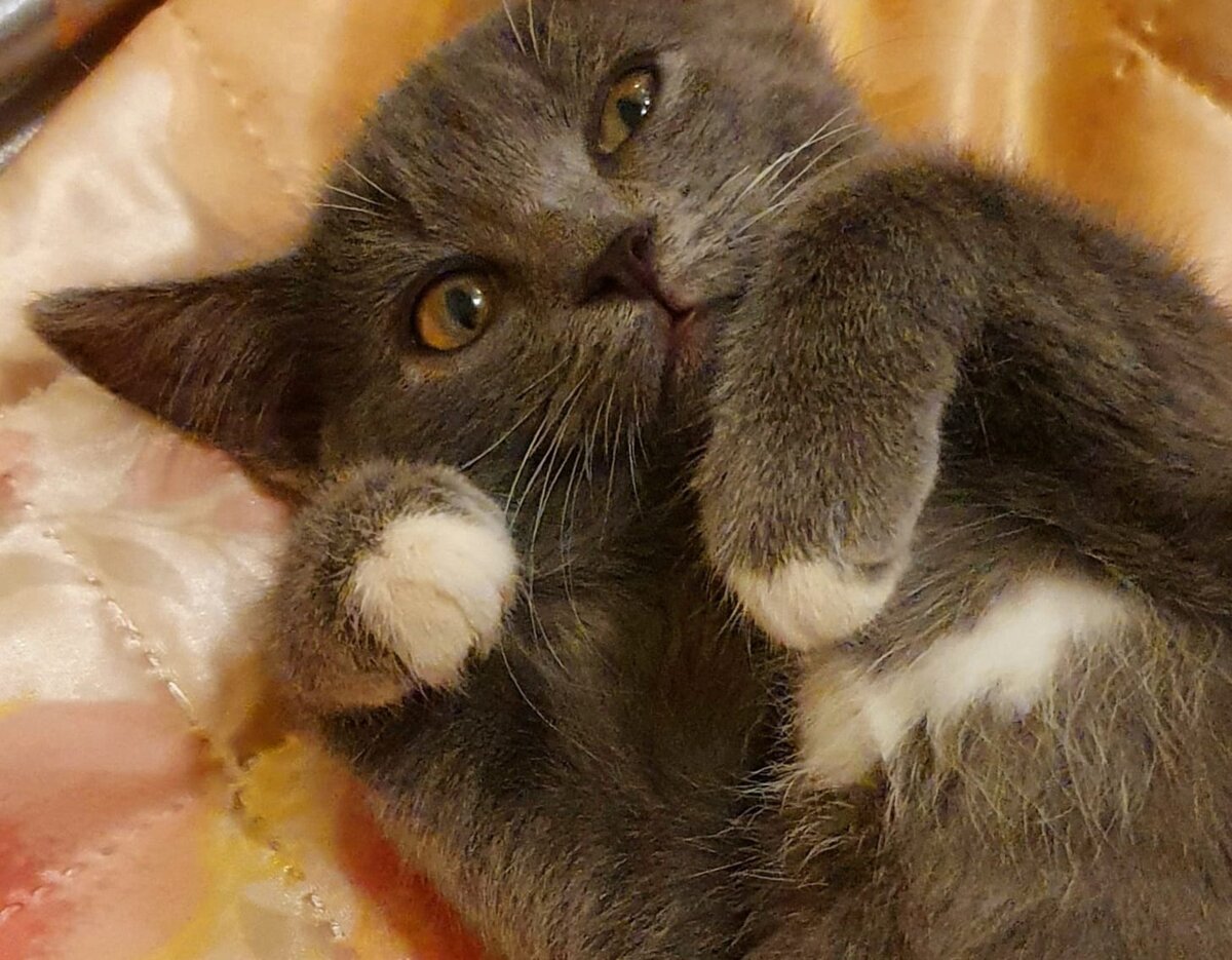 А это уже Ханна, ну то есть, когда мы узнали, что у нас кошка, а не кот )))