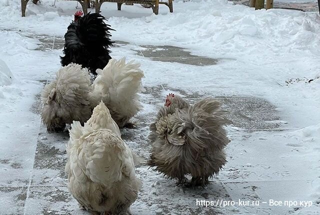 Куры зима. Куры зимой в теплице. Куры на снегу. Кур несушек зимой. От чего дохнут куры зимой.