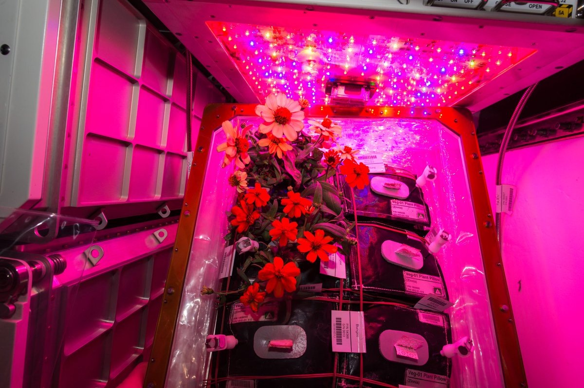 Растения выращенные в космосе