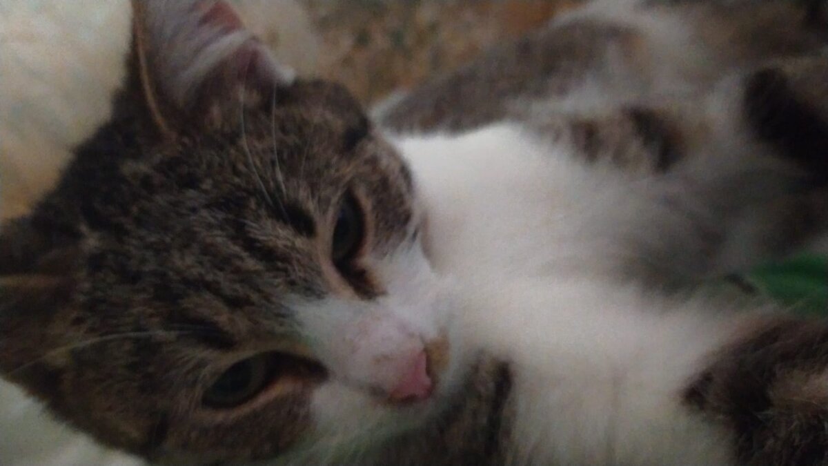 Один из мелких балдеет на моей подушке. Фото от 19.02.2022