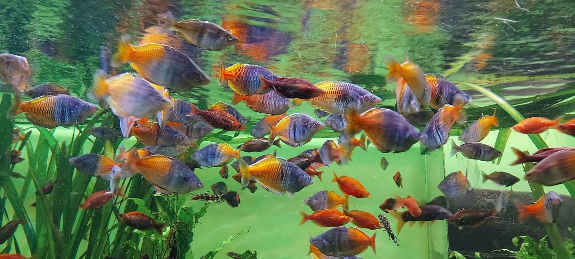 Рыбки в Москвариуме