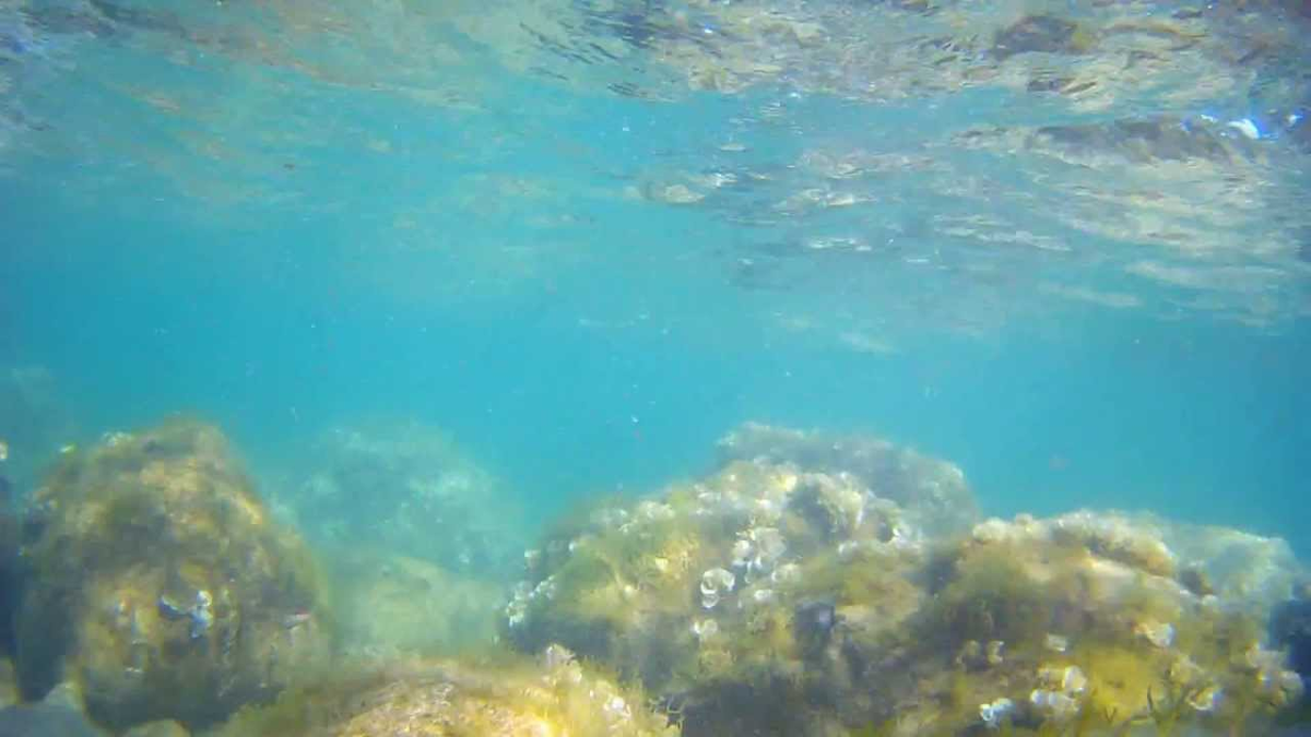 Вода в черном море в ялте сейчас. Подводная съемка в черном море Сочи.