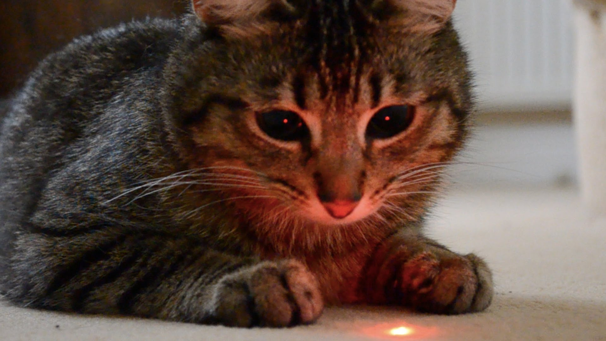 Кошка играет указкой. Лазерная указка для кота. Котик с лазером. Кот играется с лазером. Лазер для игр с котиком.