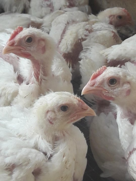 Куриные подростки (фото из интернета). 