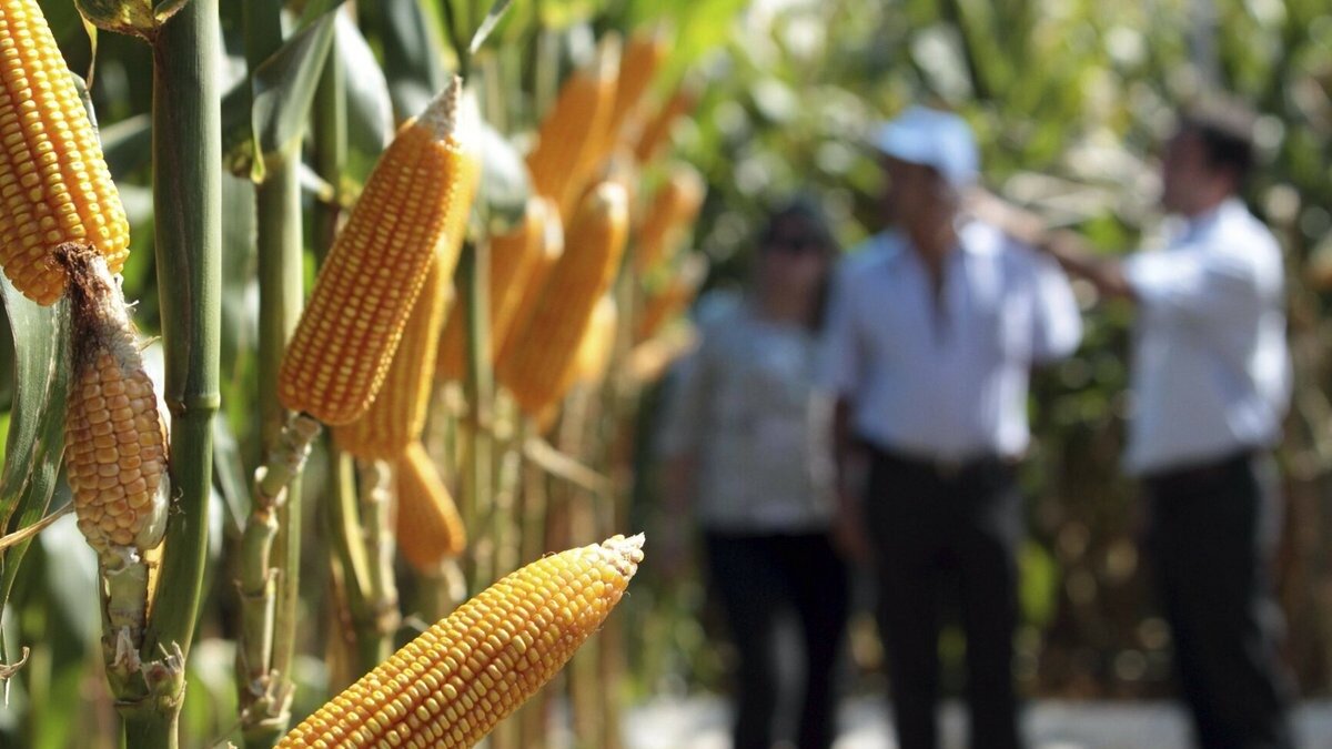 Фото:twimg.com В Китае провели опыт по выращиванию засухоустойчивой ГМ-кукурузы