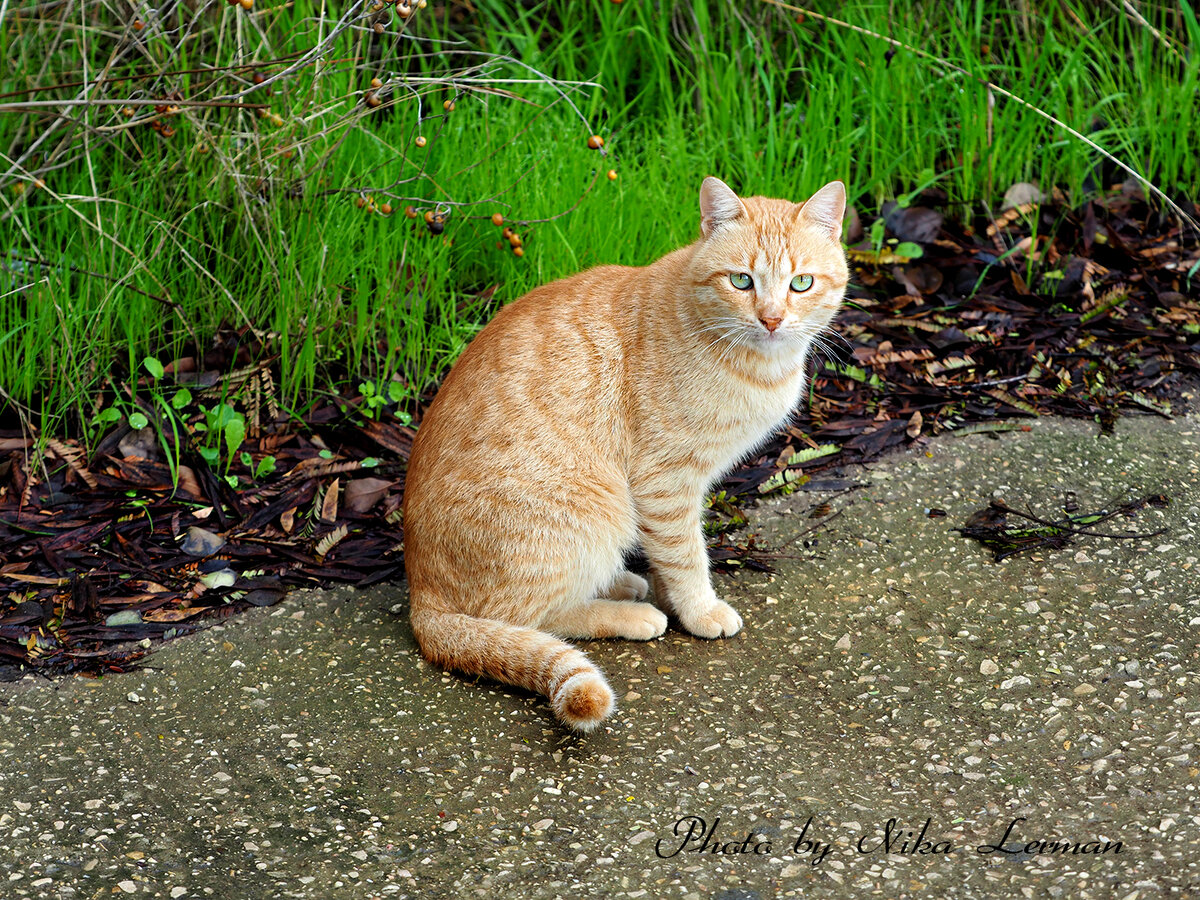 Фото автора