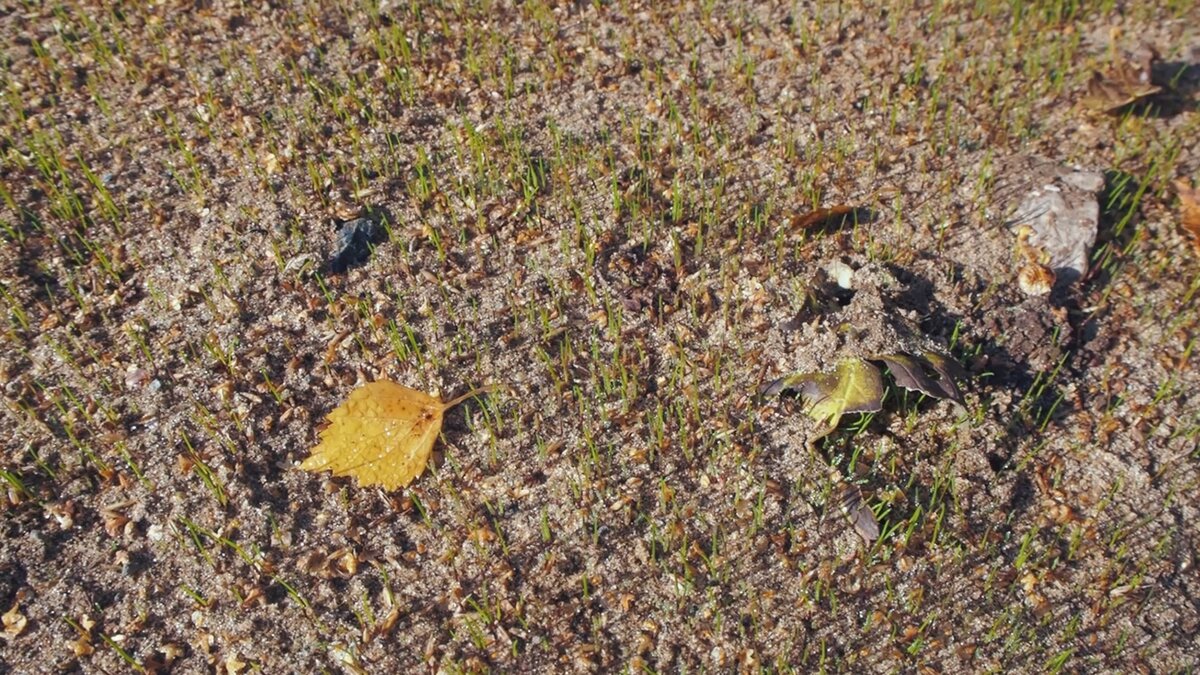 Первые всходы газонной травы на песке