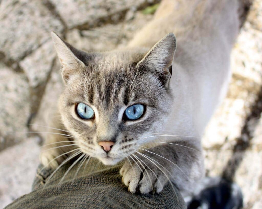 🐾 Кошки с голубыми глазами: какие они | Я — Кот! | Дзен